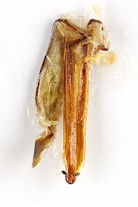 Euryspilus sp. Hirsute, PL5684, female, detached ovipositor (folded) mounted on card, EP, 10.3 × 2.5 mm